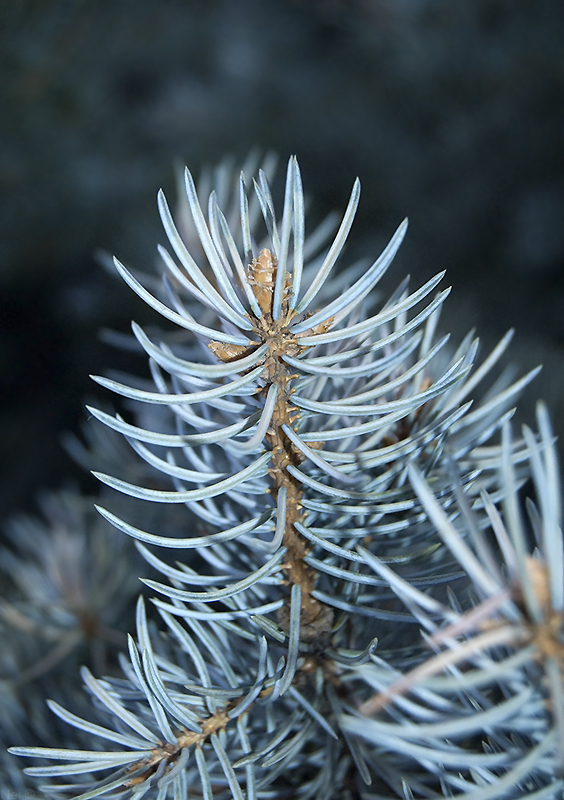 Image of Picea pungens f. glauca specimen.