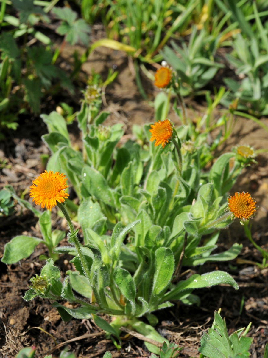 Image of Erigeron cabulicus specimen.