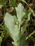 Pyrethrum balsamita