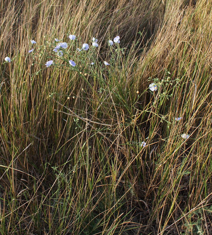 Image of Linum austriacum specimen.