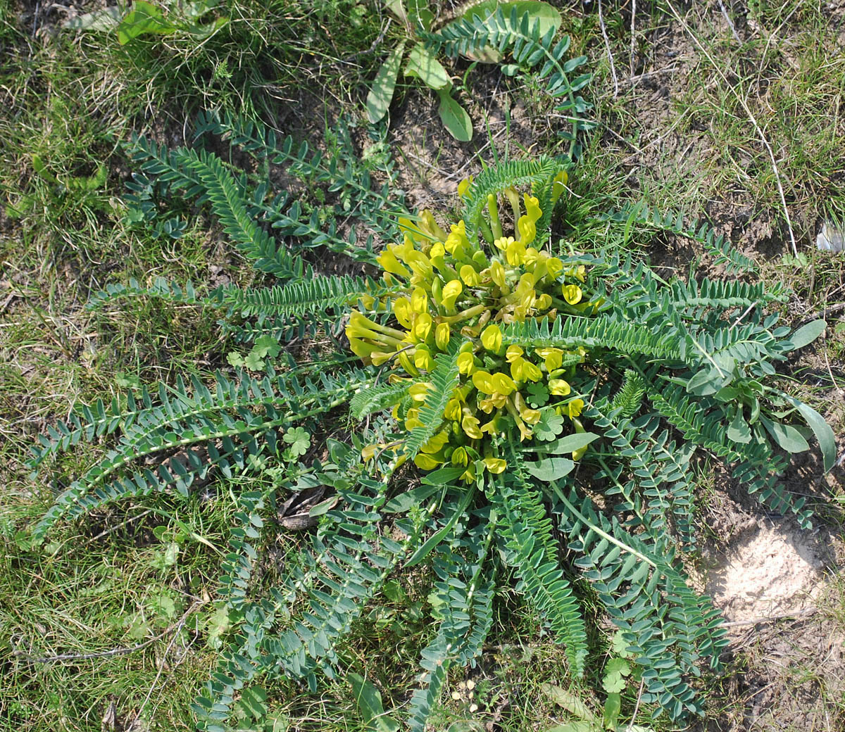 Изображение особи Astragalus macronyx.