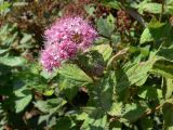 Spiraea japonica. Верхушка цветущего растения. Приморский край, г. Владивосток, Фрунзенский р-н, музей \"Владивостокская крепость\". 02.08.2016.