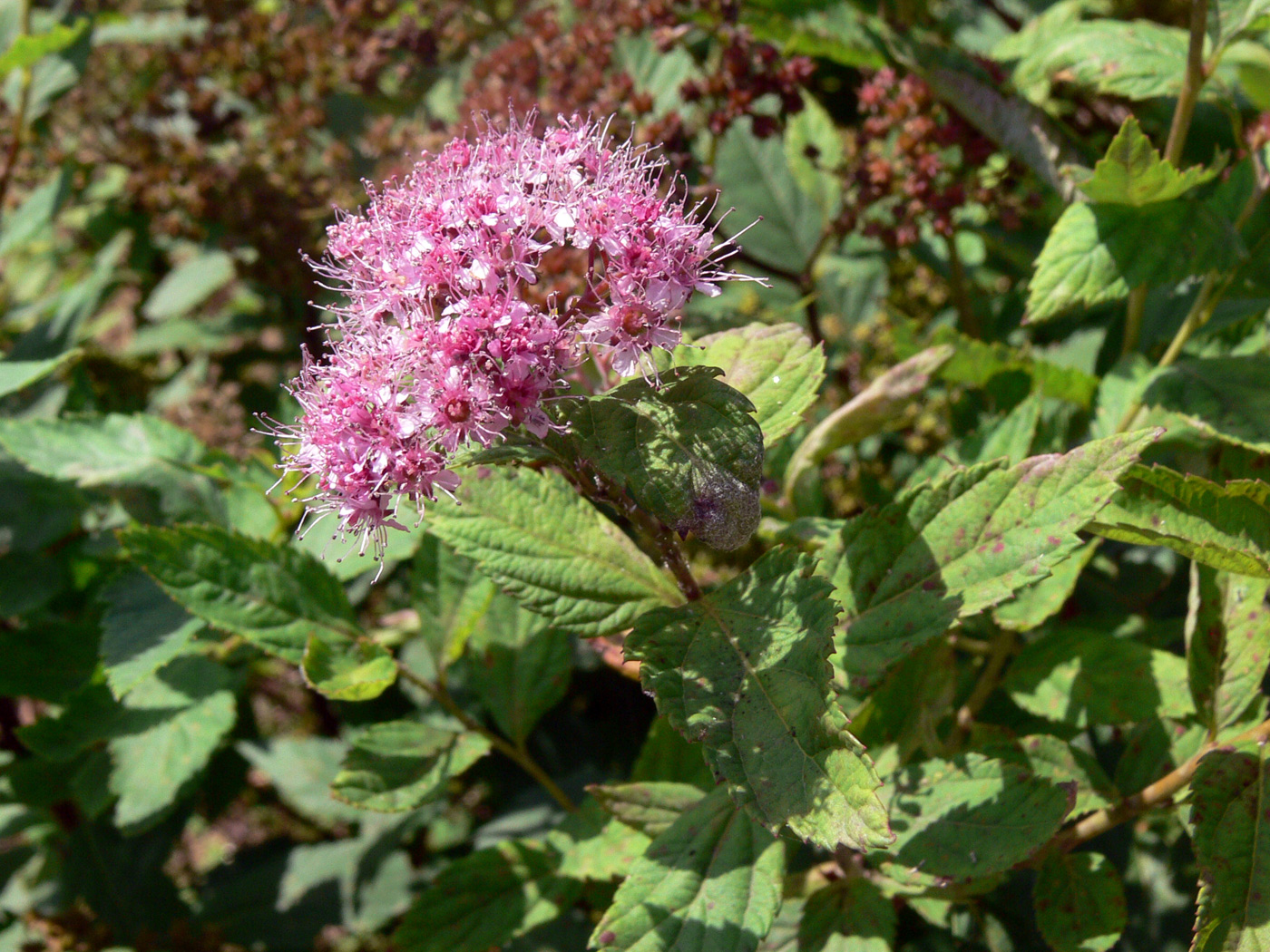 Изображение особи Spiraea japonica.