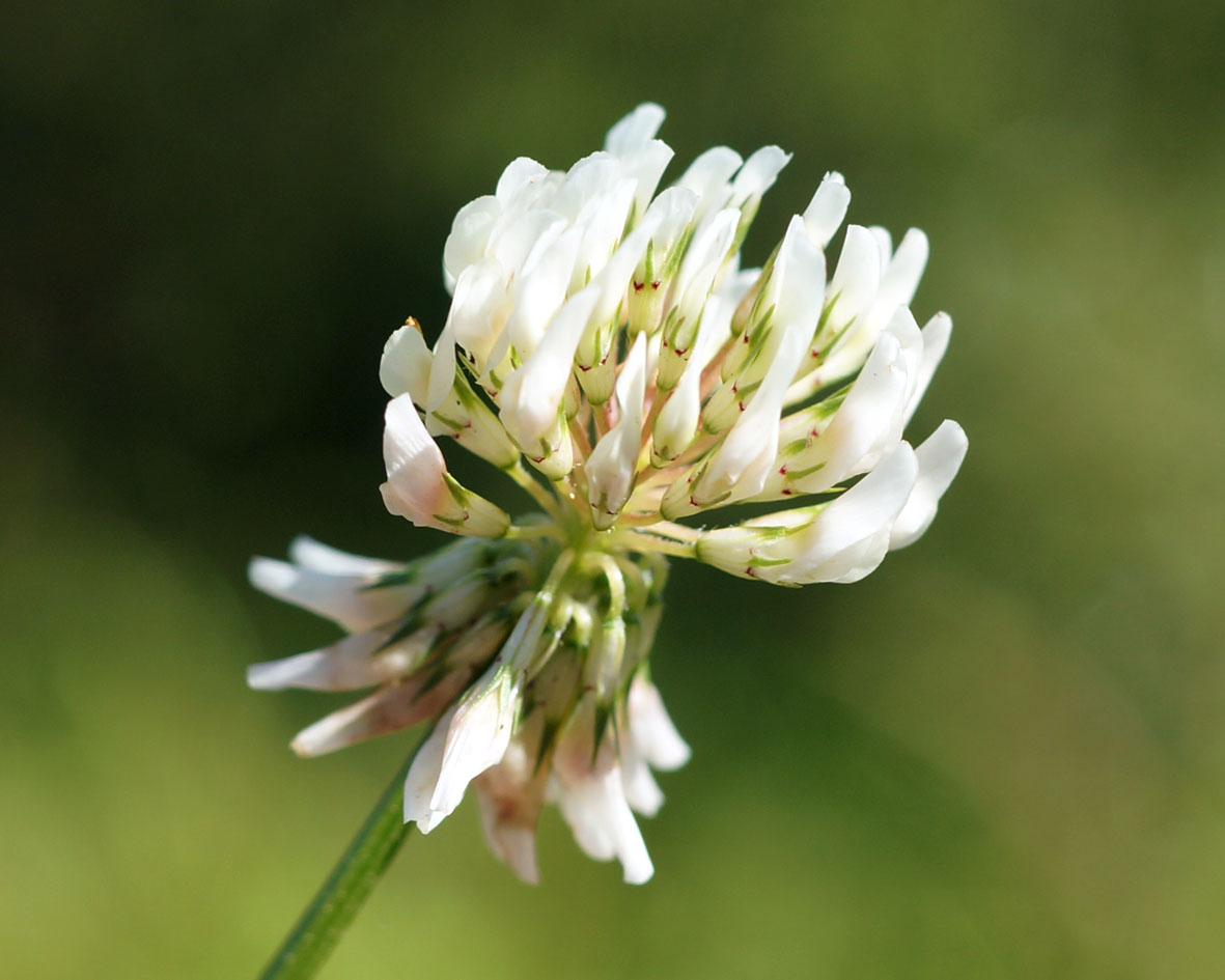 Image of Trifolium repens specimen.