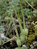 Erodium absinthoides