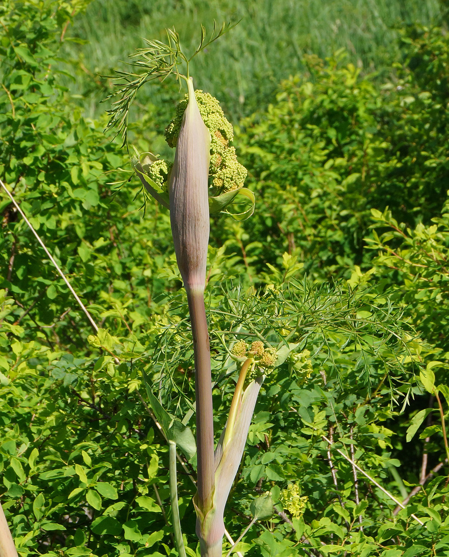 Image of Ferula songarica specimen.