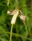 Hesperis tristis. Цветок (вид сбоку). Украина, г. Запорожье, южный край балки возле с. Малышевка, разнотравная степь. 03.05.2016.