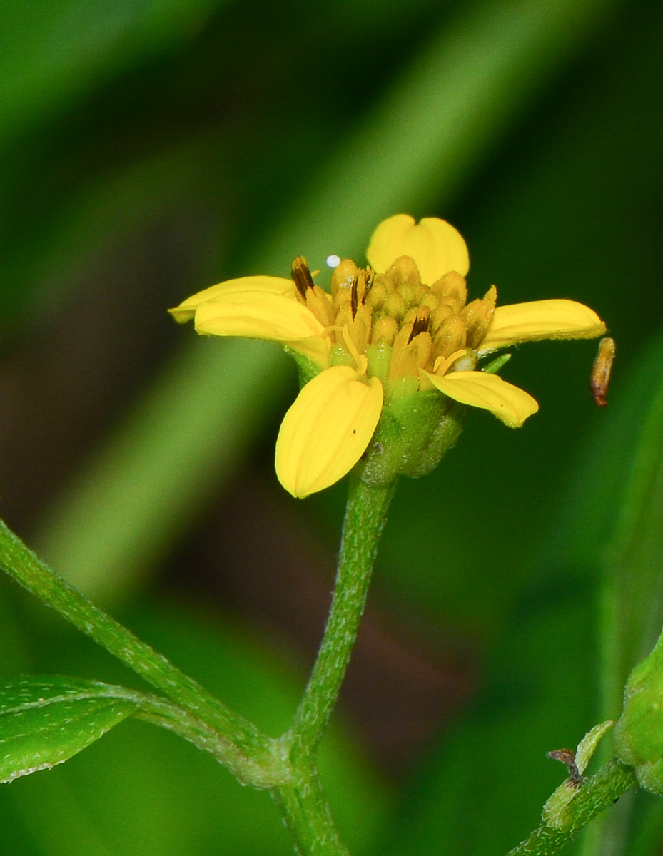 Изображение особи Melanthera biflora.