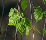 Betula pendula. Молодые листья. Московская обл., Раменский р-н, окр. дер. Хрипань, садовый участок. 03.05.2017.