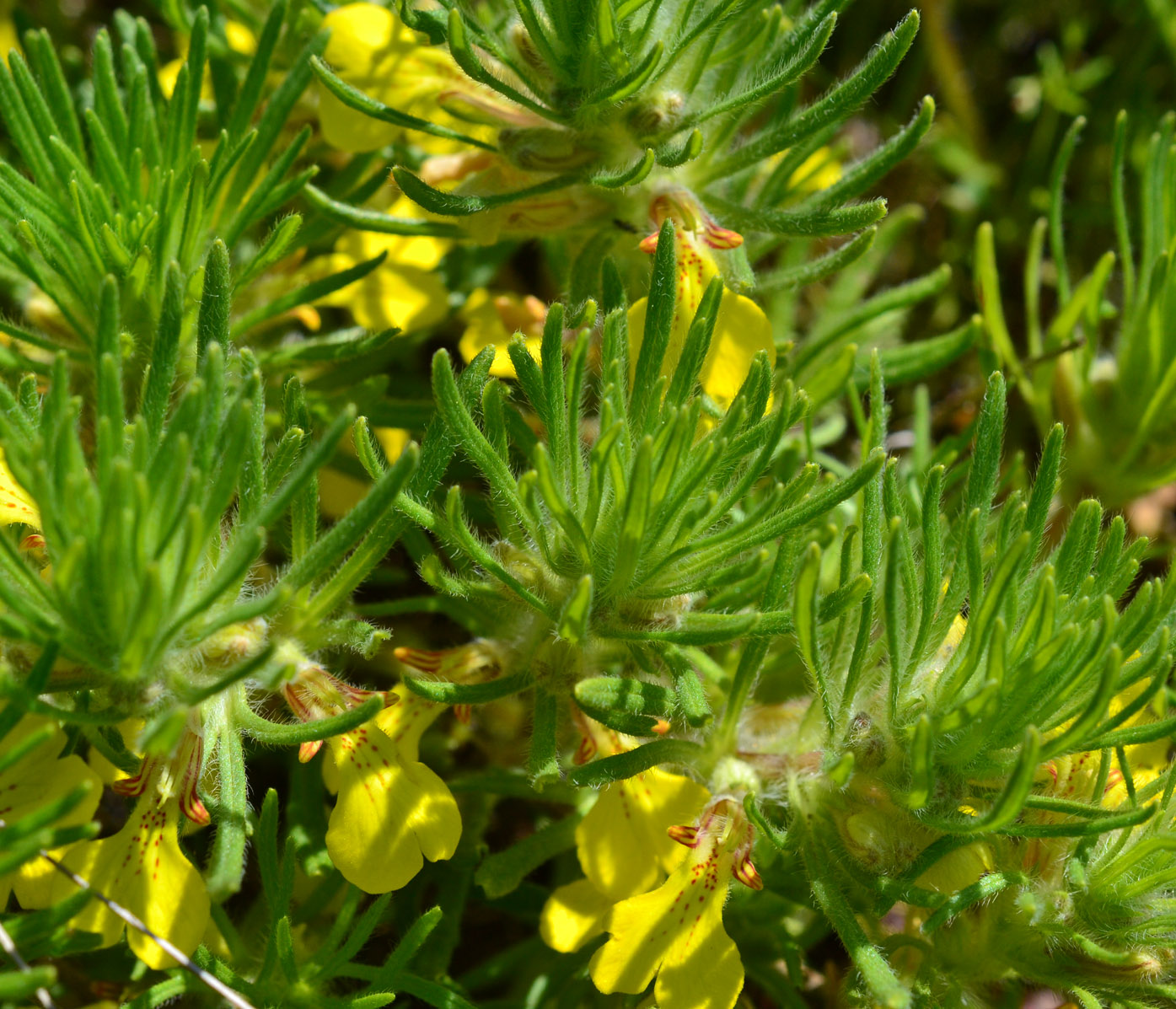 Image of Ajuga chia specimen.