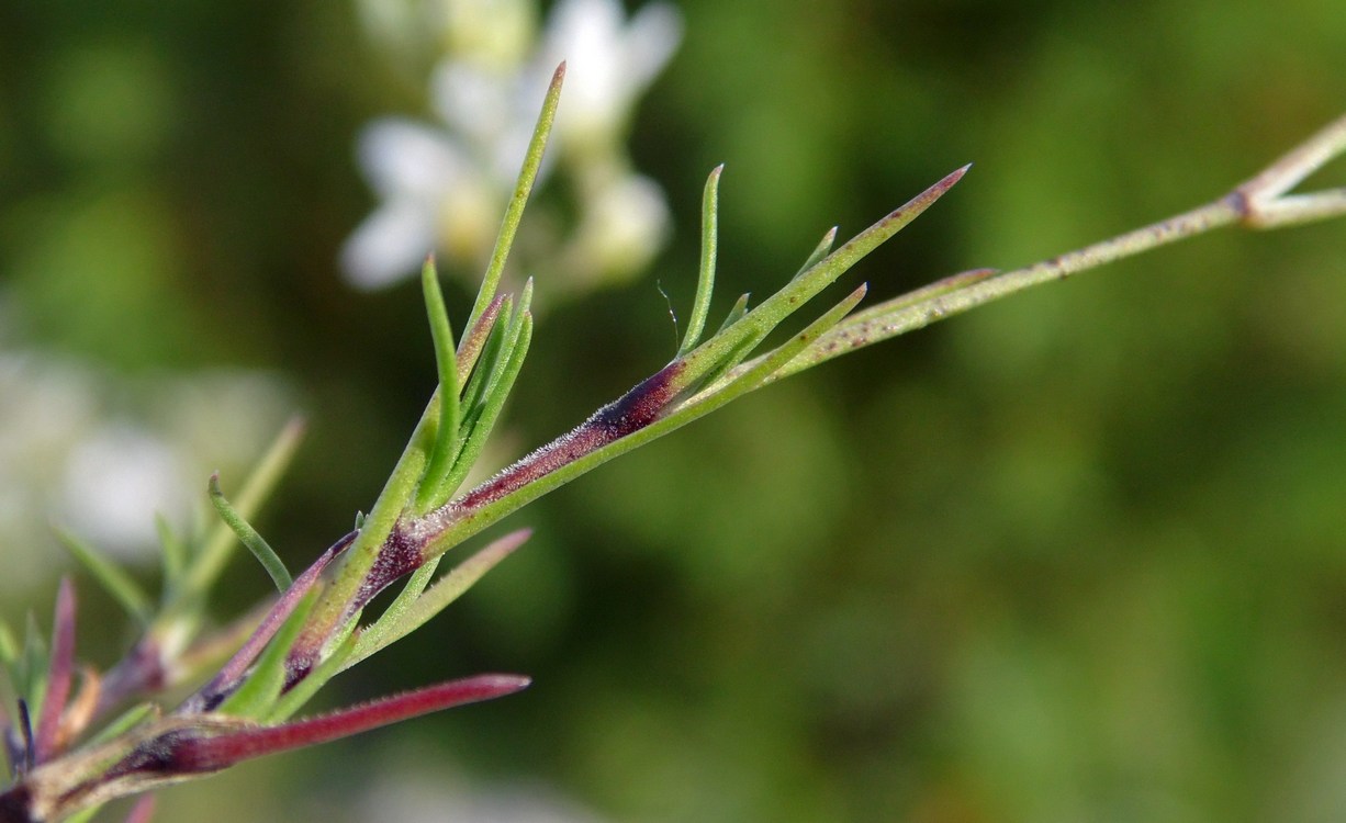 Image of Minuartia buschiana specimen.