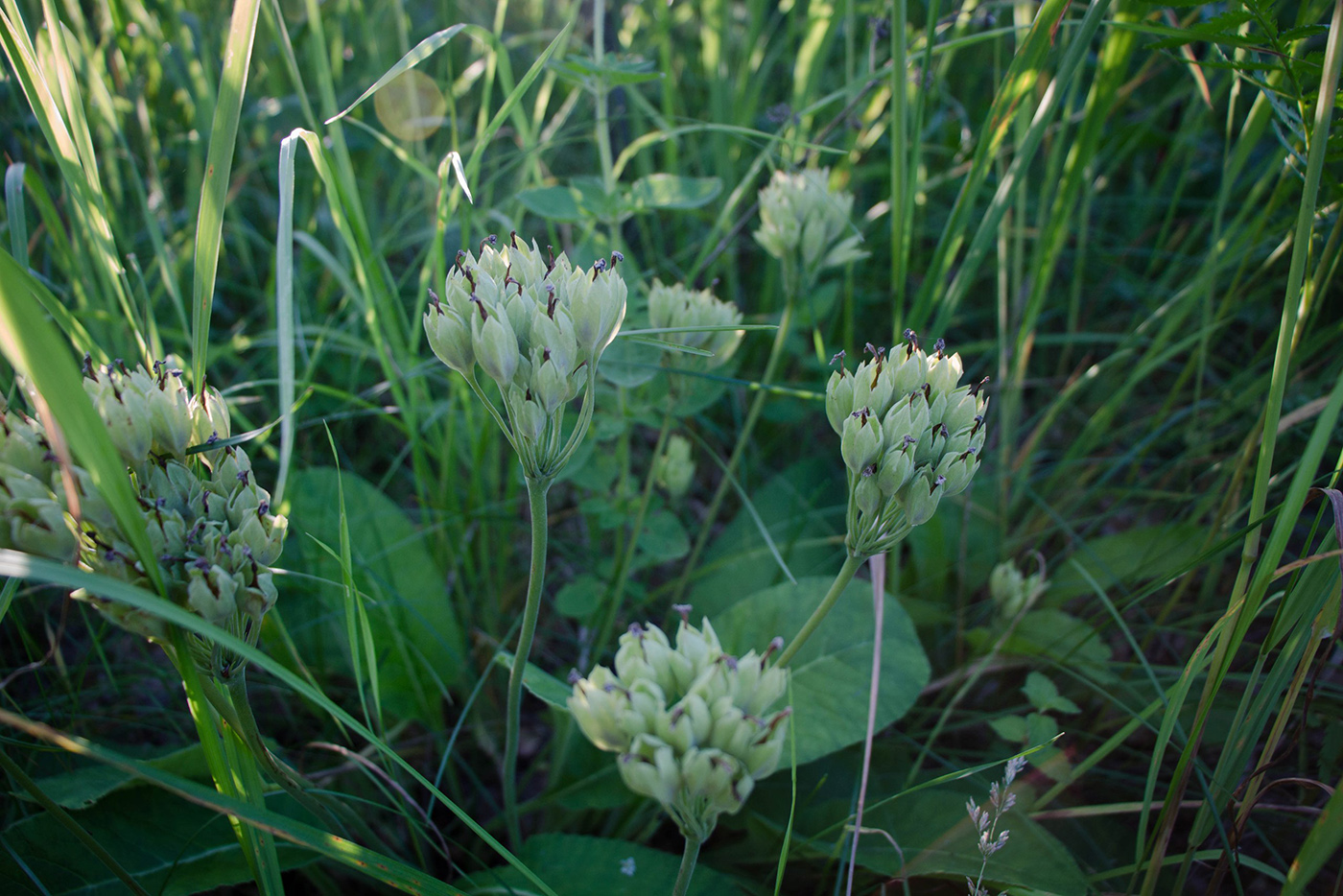 Изображение особи Primula veris.