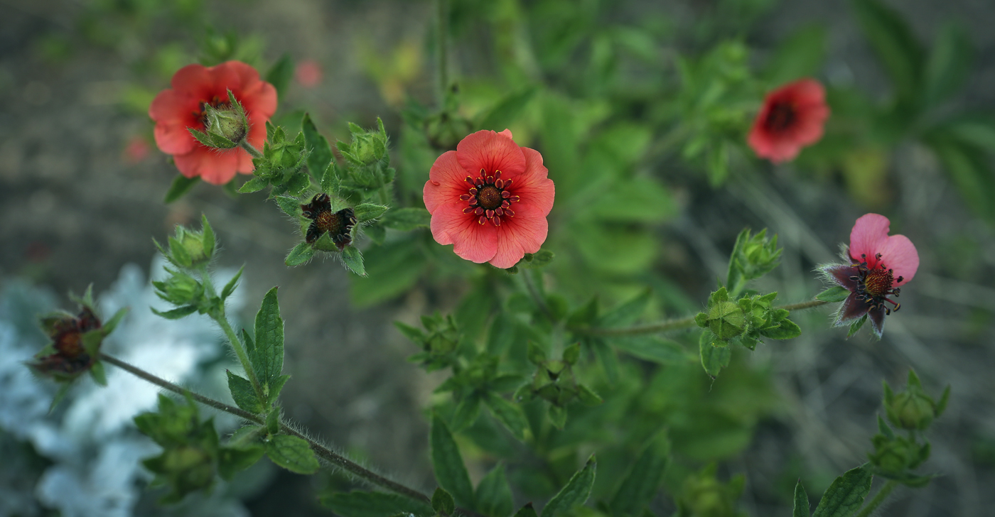 Image of Potentilla nepalensis specimen.