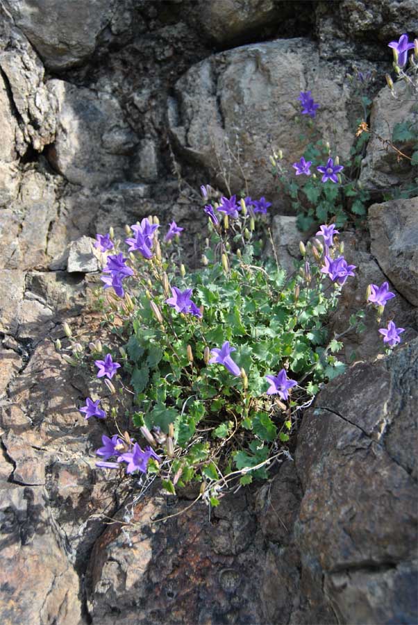 Image of Campanula bayerniana specimen.