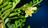 Bursera microphylla. Цветок на верхушке цветоносного побега. Израиль, впадина Мёртвого моря, киббуц Эйн-Геди. 24.04.2017.