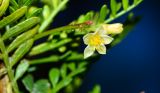 Bursera microphylla