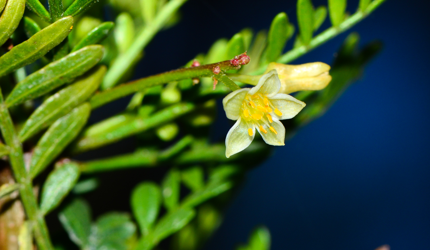 Изображение особи Bursera microphylla.