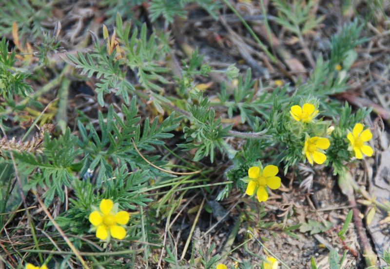 Image of Potentilla tergemina specimen.