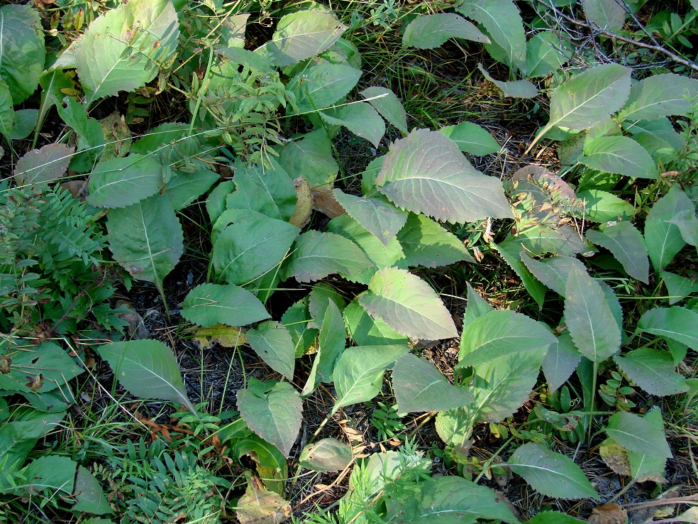 Image of Solidago virgaurea specimen.