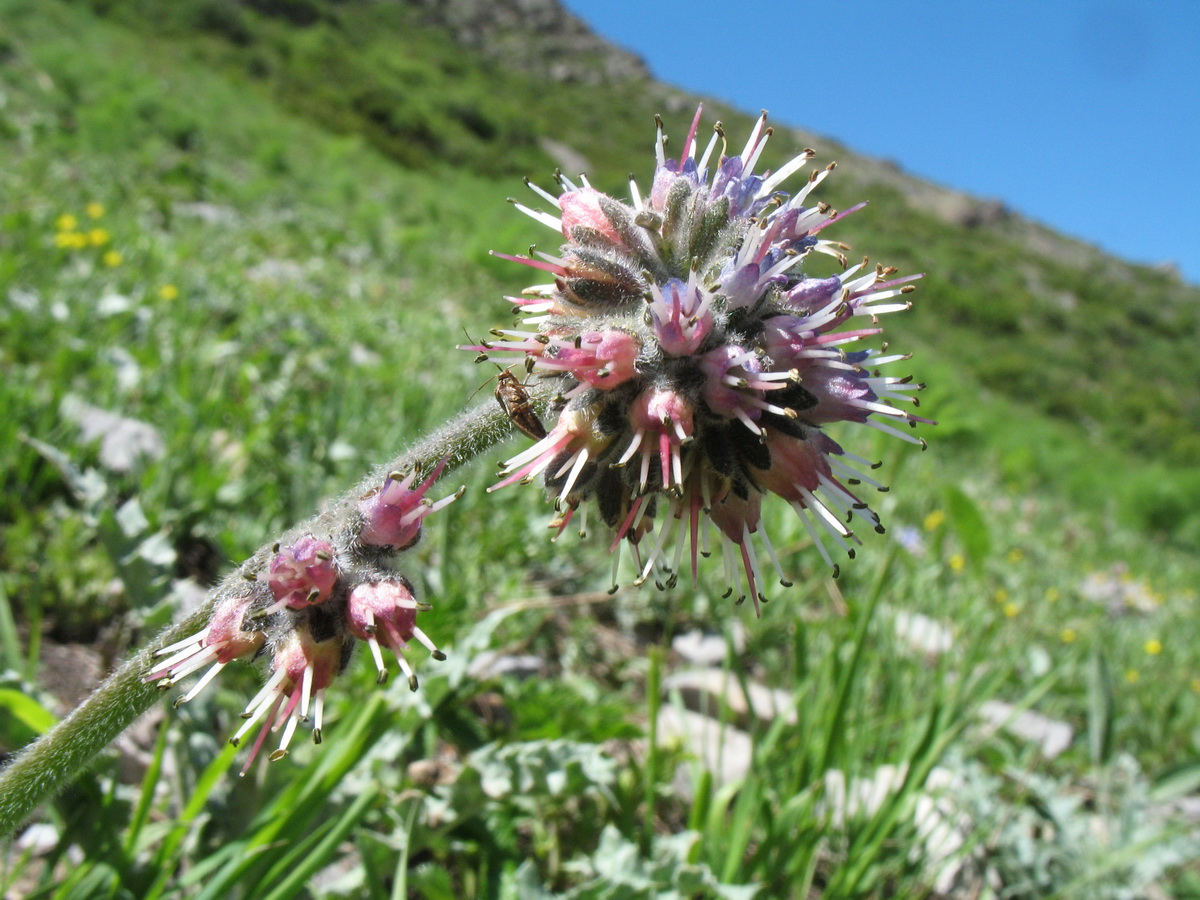 Image of Solenanthus karateginus specimen.