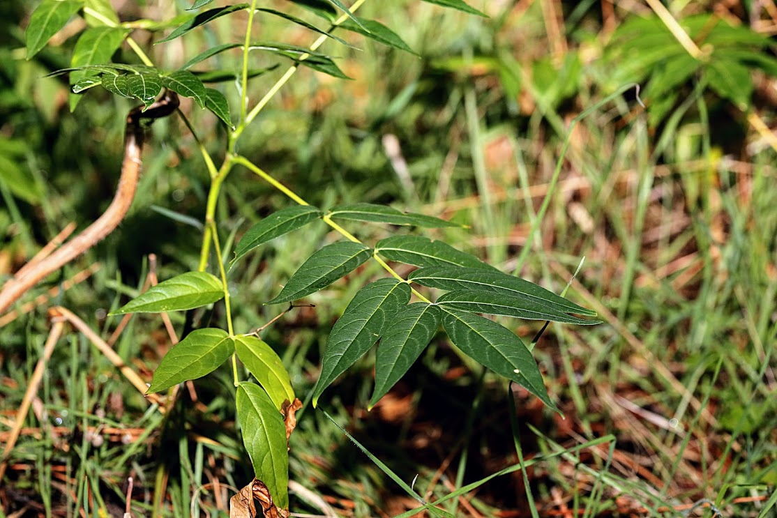 Image of Ailanthus altissima specimen.