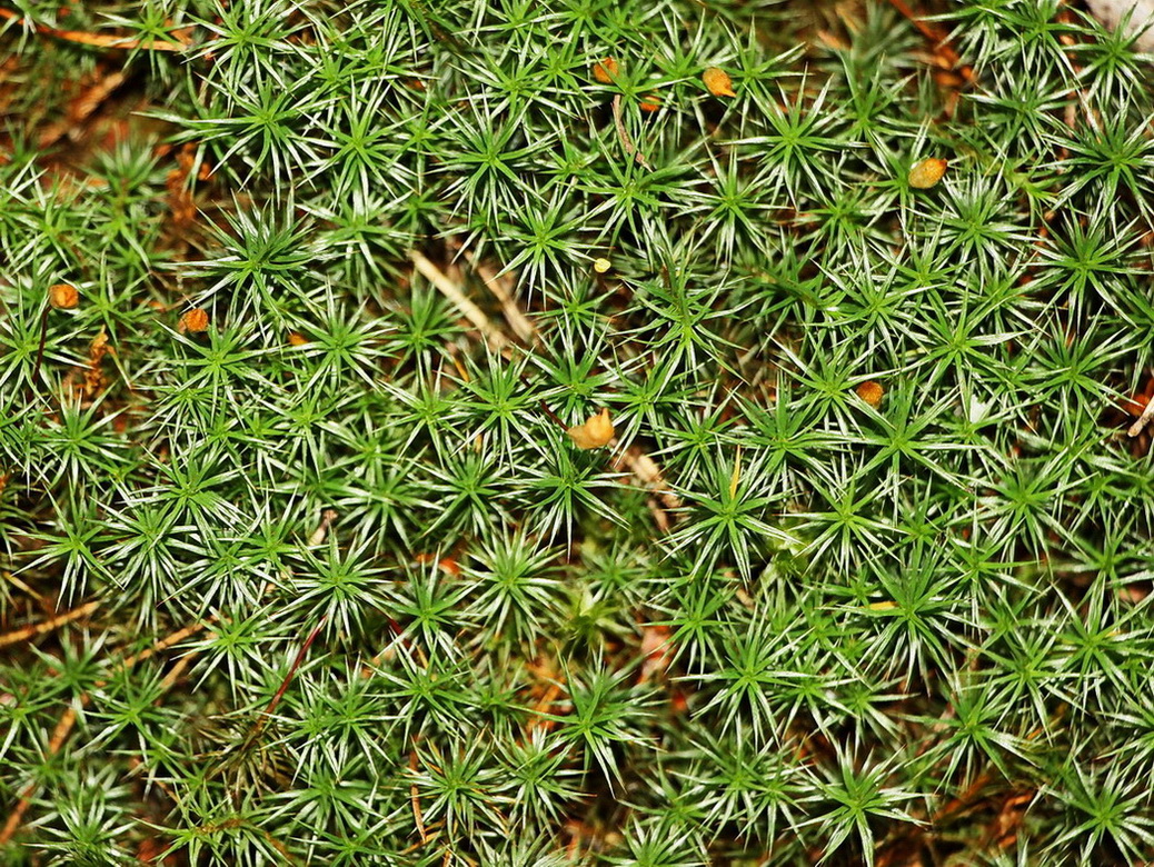 Изображение особи Polytrichum commune.