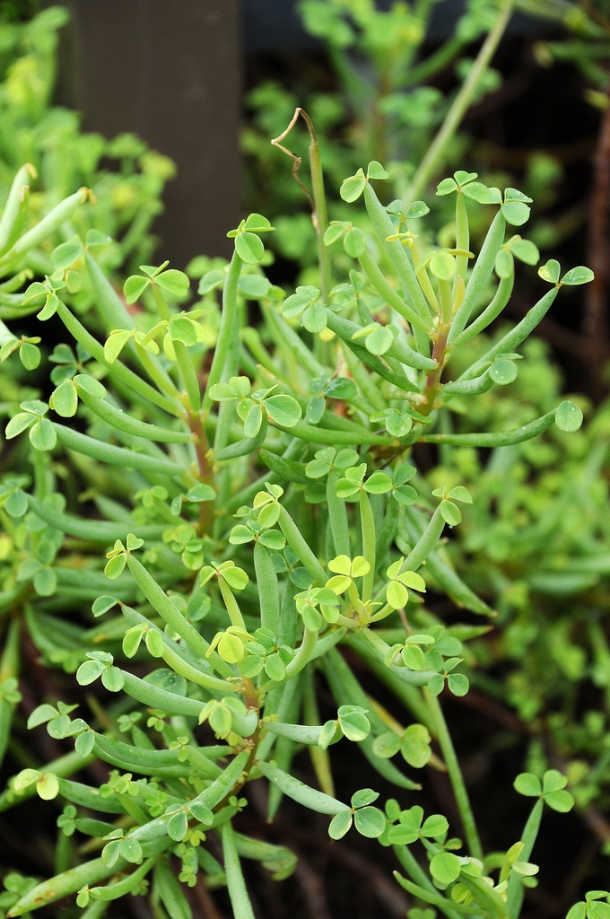 Изображение особи Oxalis teneriensis.