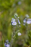 Veronica gentianoides