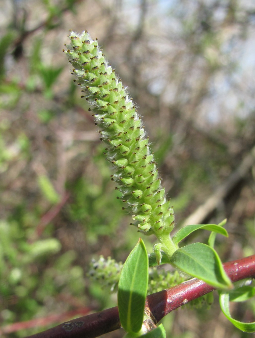 Image of Salix elbursensis specimen.