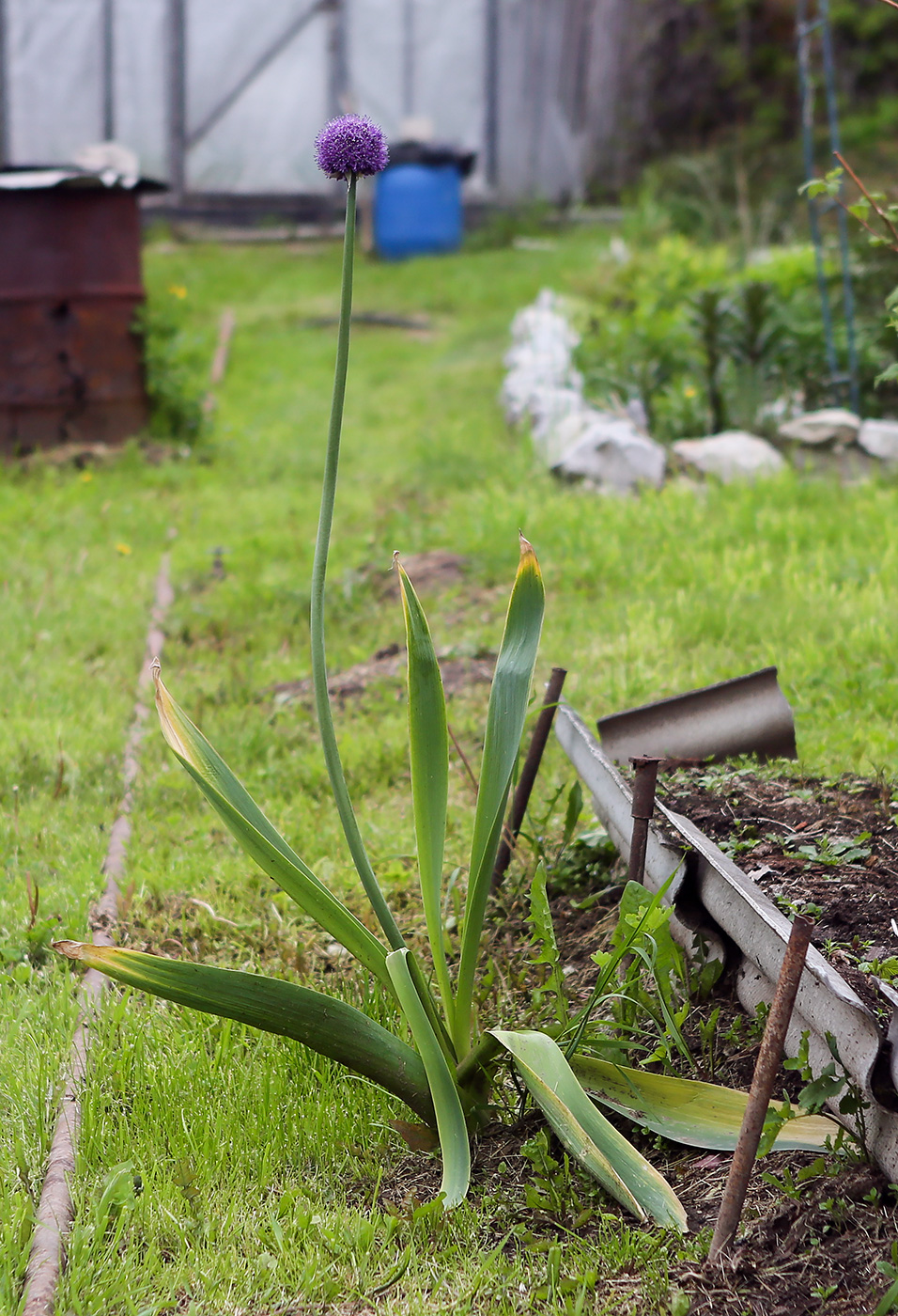 Image of Allium aflatunense specimen.