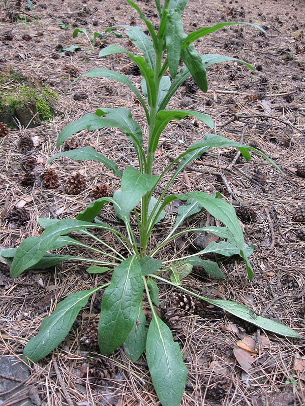 Image of Cynoglossum officinale specimen.