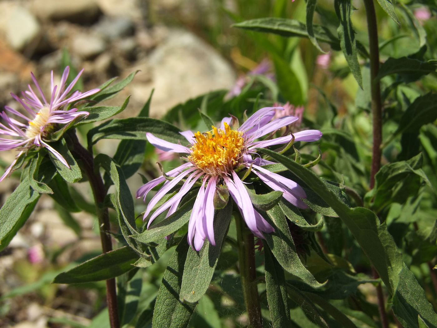 Изображение особи Aster sibiricus.