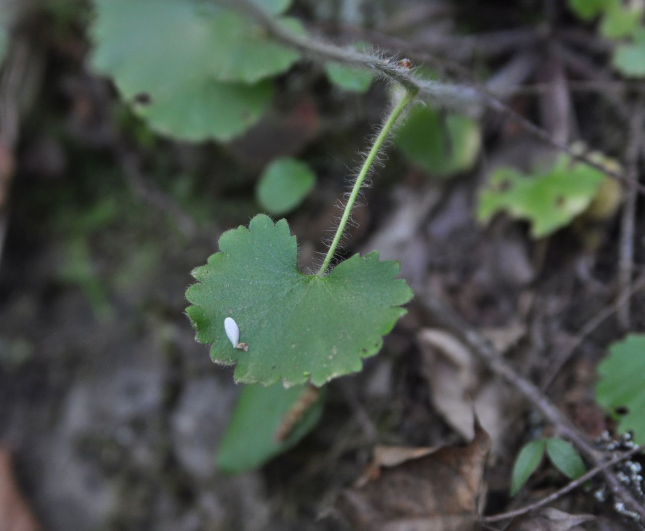 Image of Saxifraga repanda specimen.