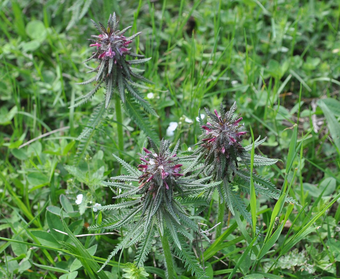 Image of Pedicularis wilhelmsiana specimen.