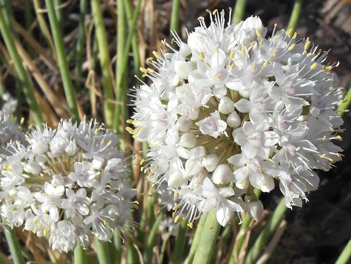 Image of Allium galanthum specimen.