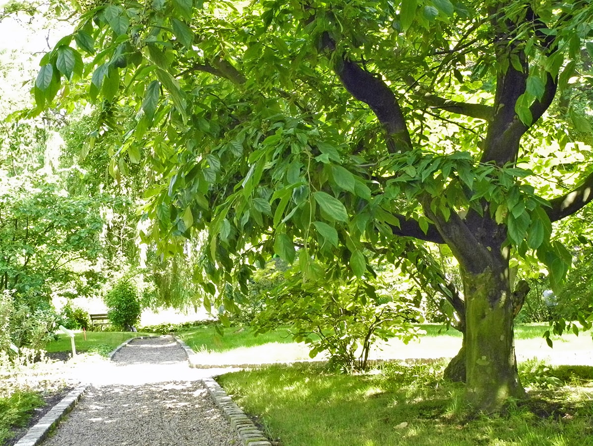 Image of &times; Sycoparrotia semidecidua specimen.