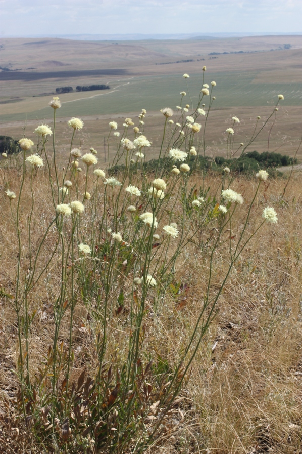 Изображение особи Cephalaria uralensis.