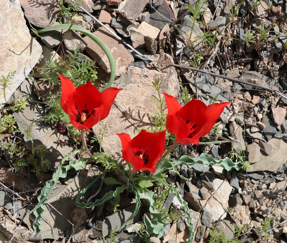 Image of Tulipa florenskyi specimen.