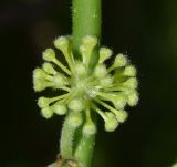 Maclura pomifera. Мужское соцветие на стадии бутонизации. Узбекистан, г. Ташкент, пос. Улугбек, санитарно-защитная зона. 04.05.2019.