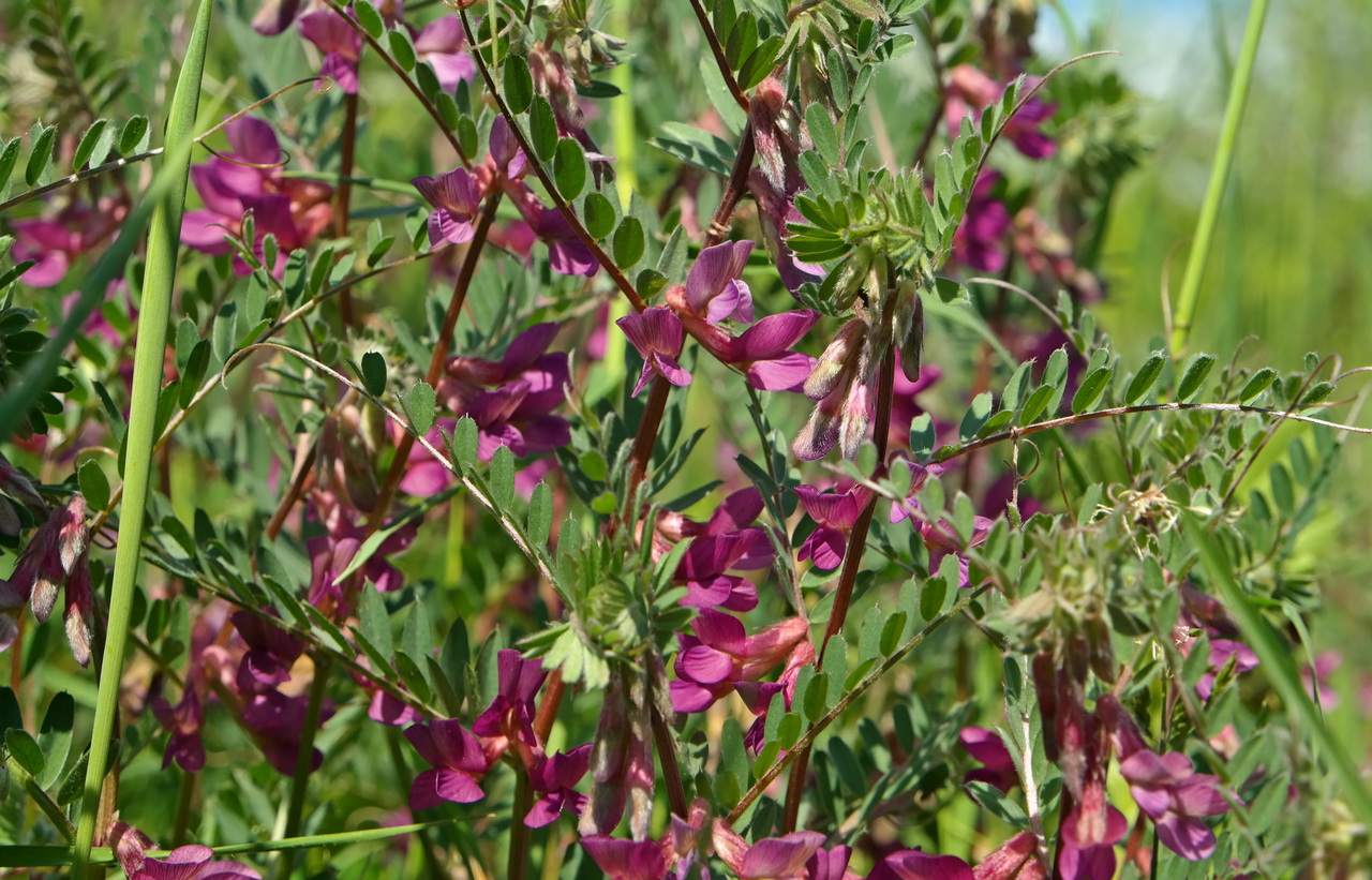 Image of Vicia striata specimen.