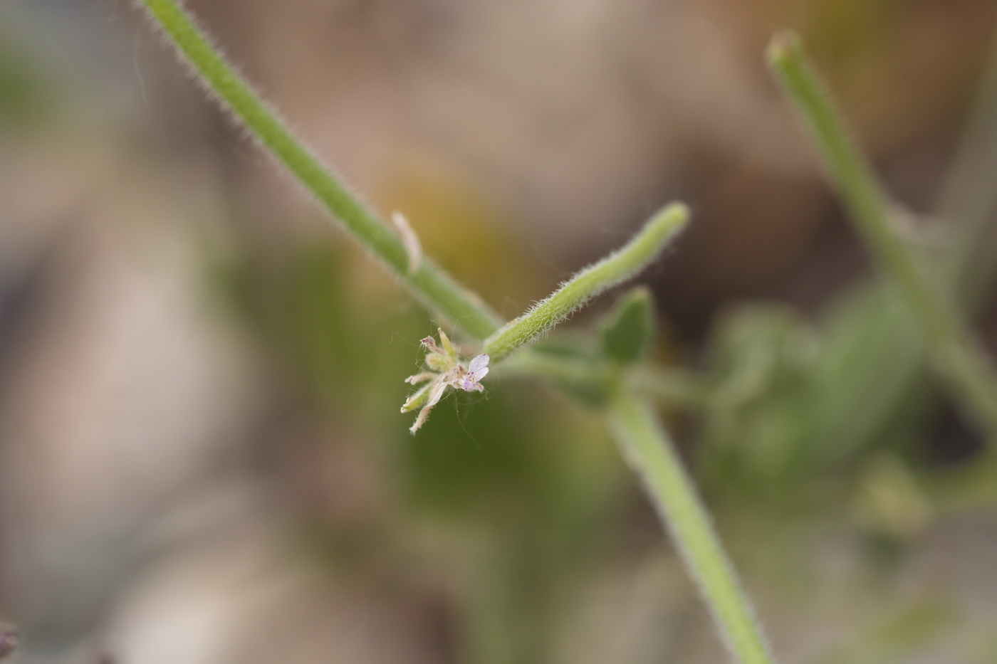 Image of genus Strigosella specimen.