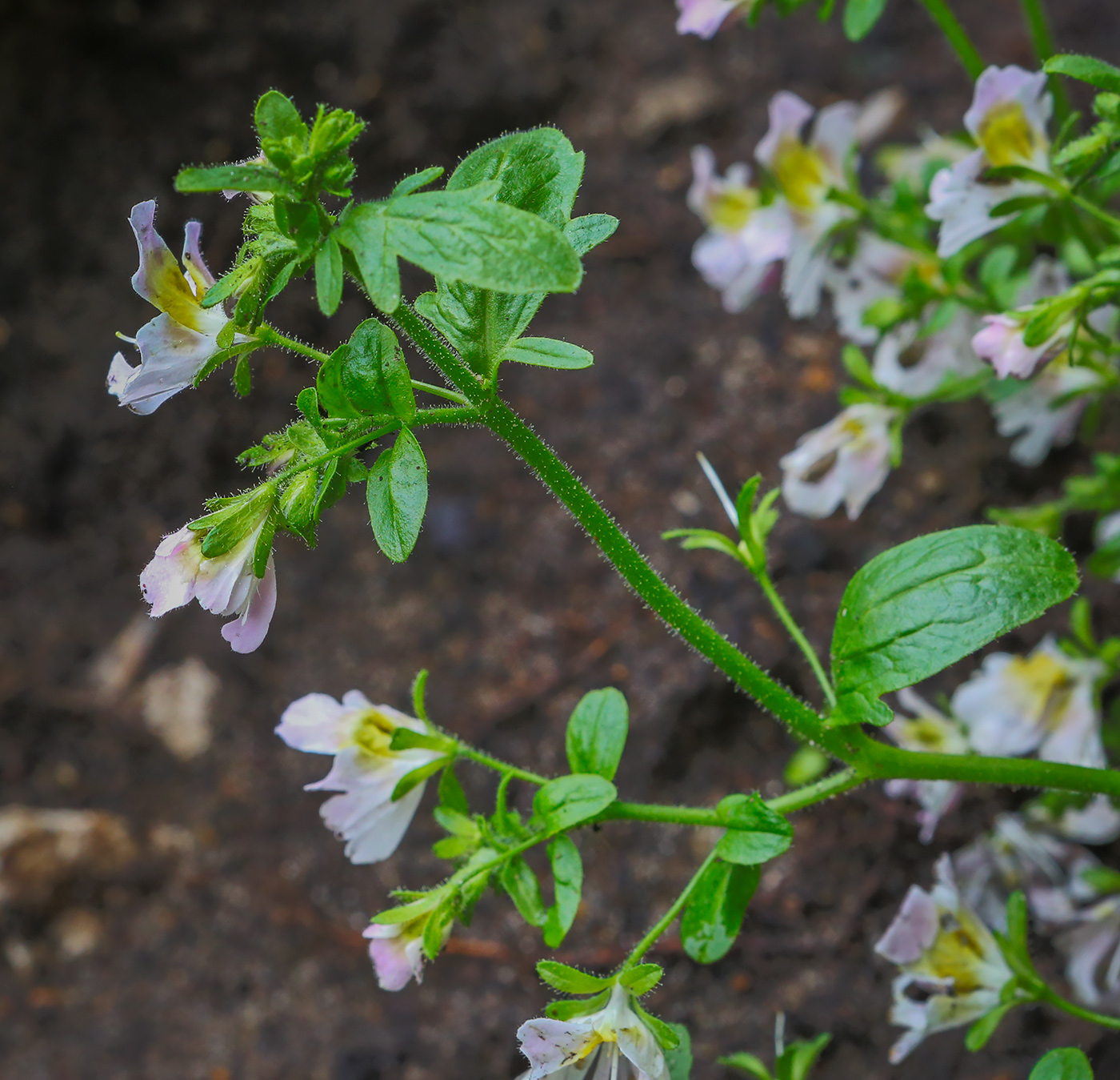 Image of genus Schizanthus specimen.