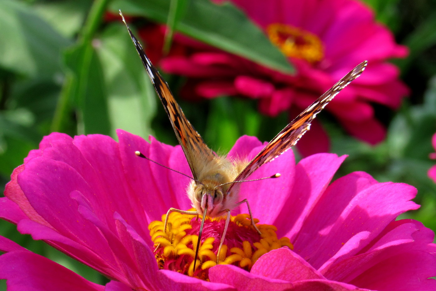 Изображение особи Zinnia elegans.