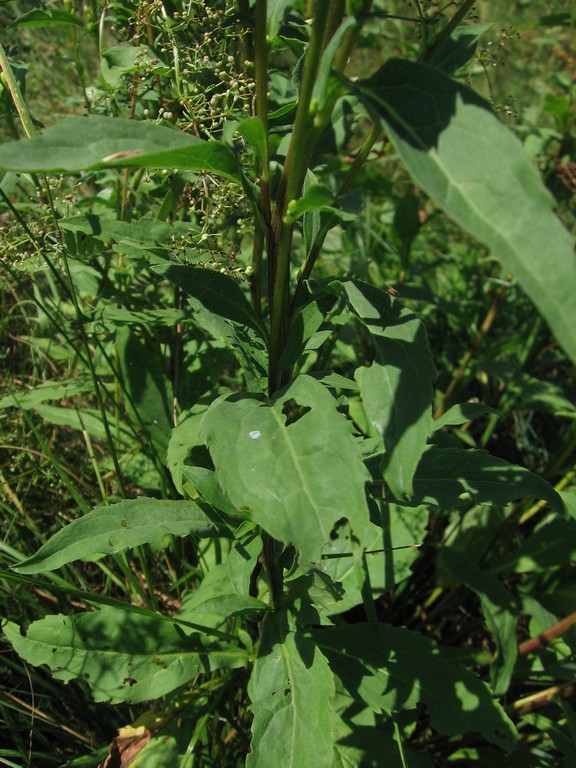 Image of Solidago virgaurea specimen.