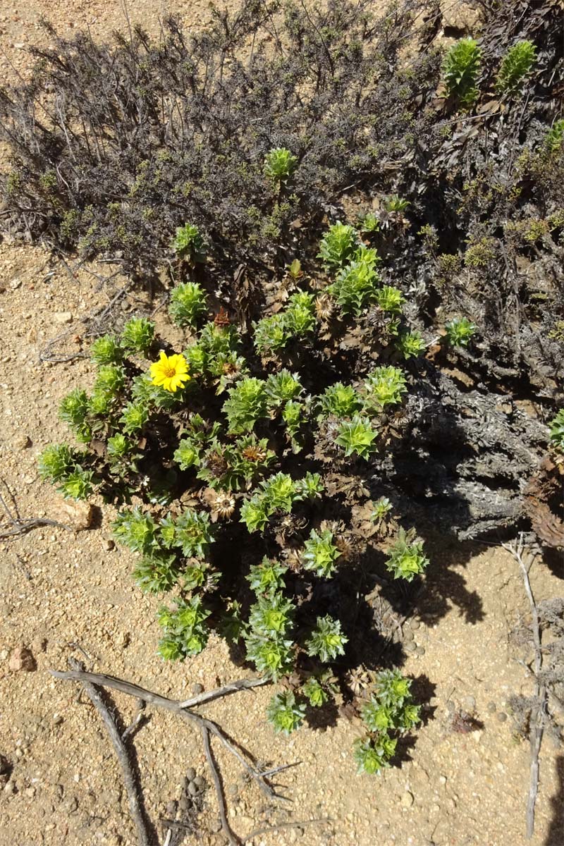 Image of Haplopappus foliosus specimen.