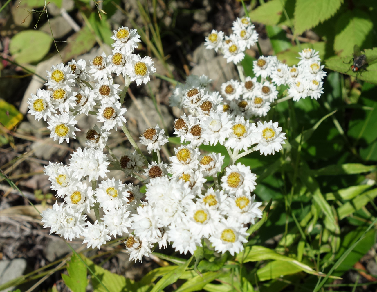 Изображение особи Anaphalis margaritacea.