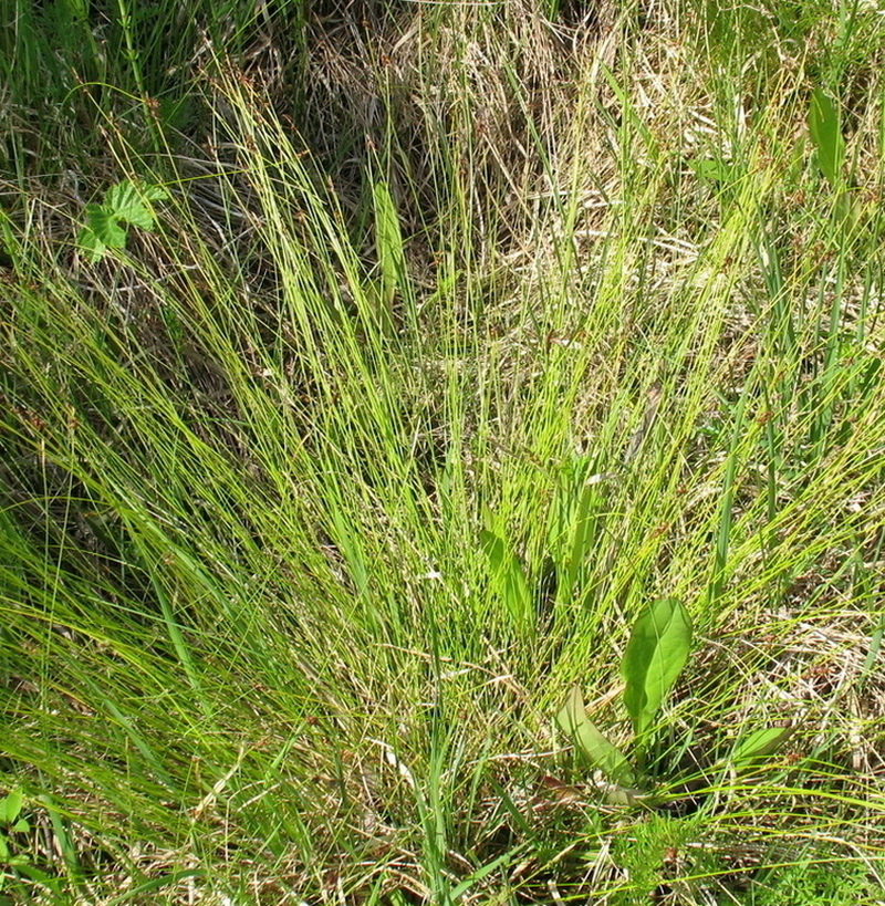 Image of Carex davalliana specimen.