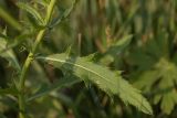 Cirsium setosum