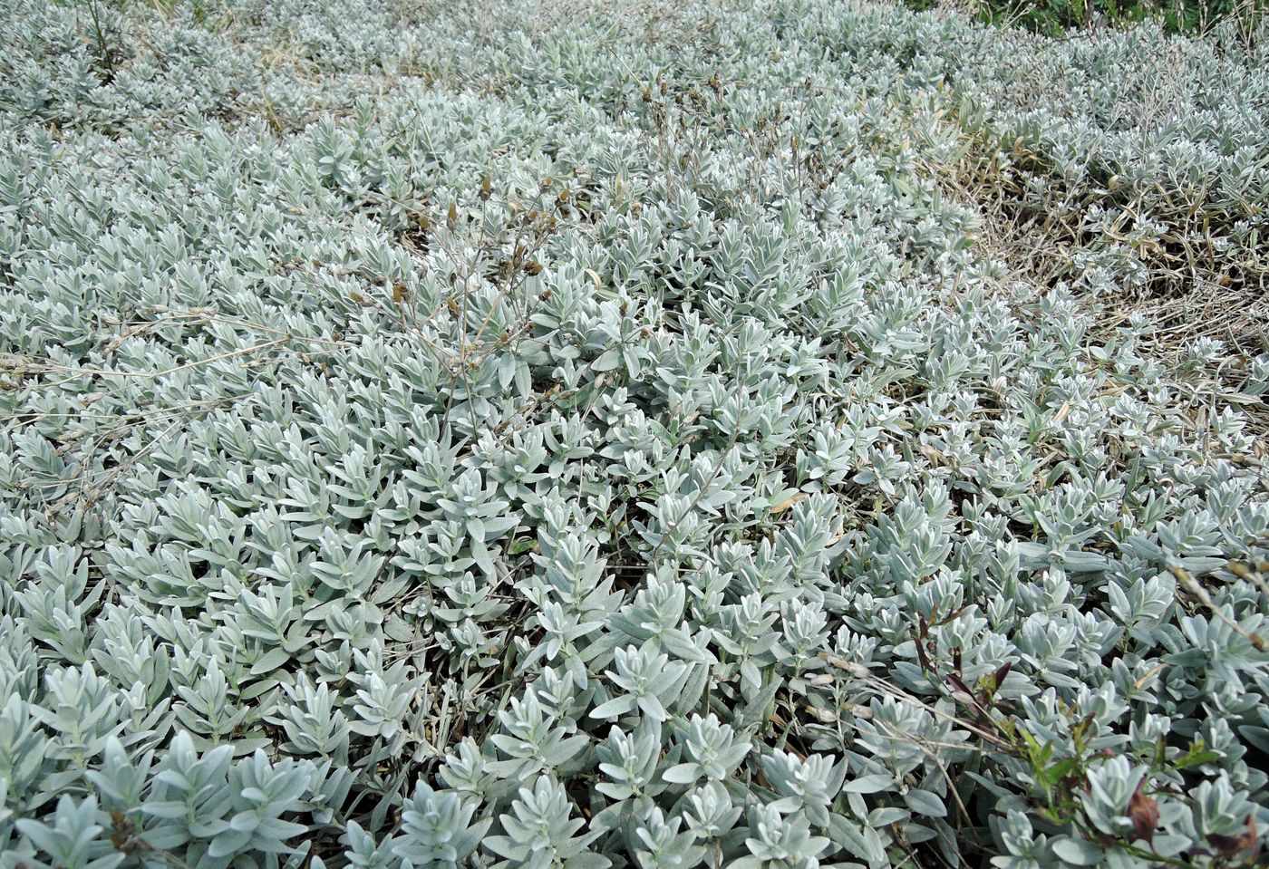 Изображение особи Cerastium biebersteinii.