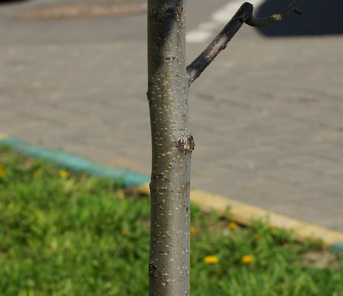 Image of Padus virginiana specimen.